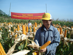 Giống ngô lai đơn SB09-9 được nông dân  xã Lạc Long (Lạc Thủy) chọn làm giống trồng vụ tiếp theo.